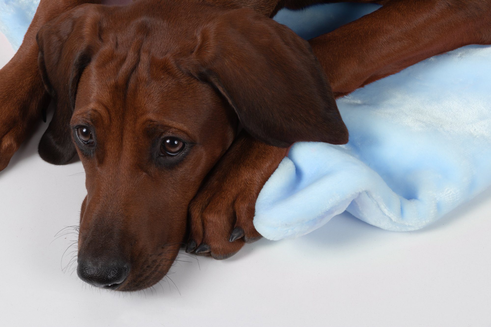 TrendPet Tierdecke Coco, Welpen-Kuscheldecke, Blau, 100% günstig online kaufen