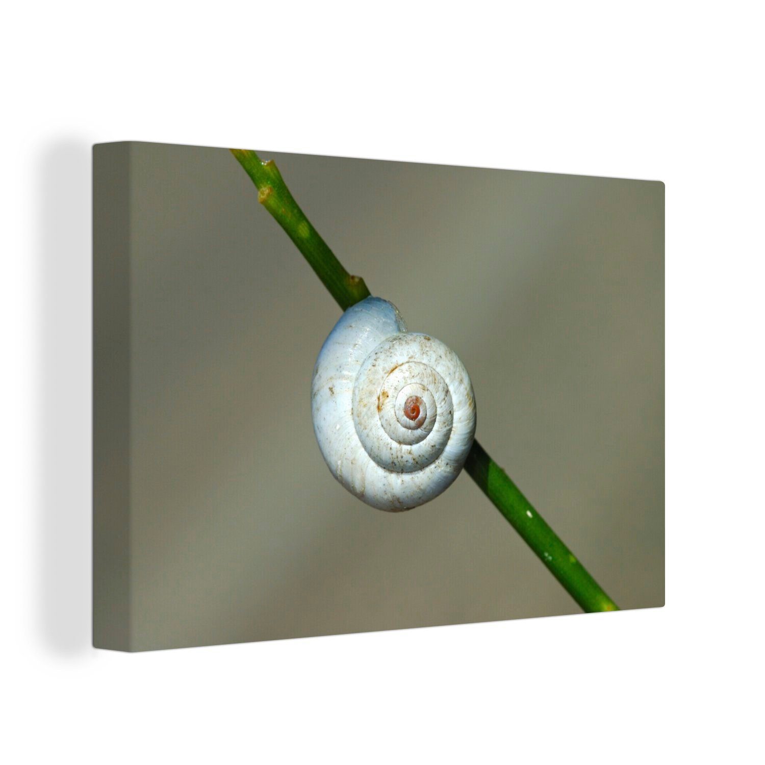 OneMillionCanvasses® Leinwandbild Weißes Schneckenhaus auf einem Stiel, (1 St), Wandbild Leinwandbilder, Aufhängefertig, Wanddeko, 30x20 cm