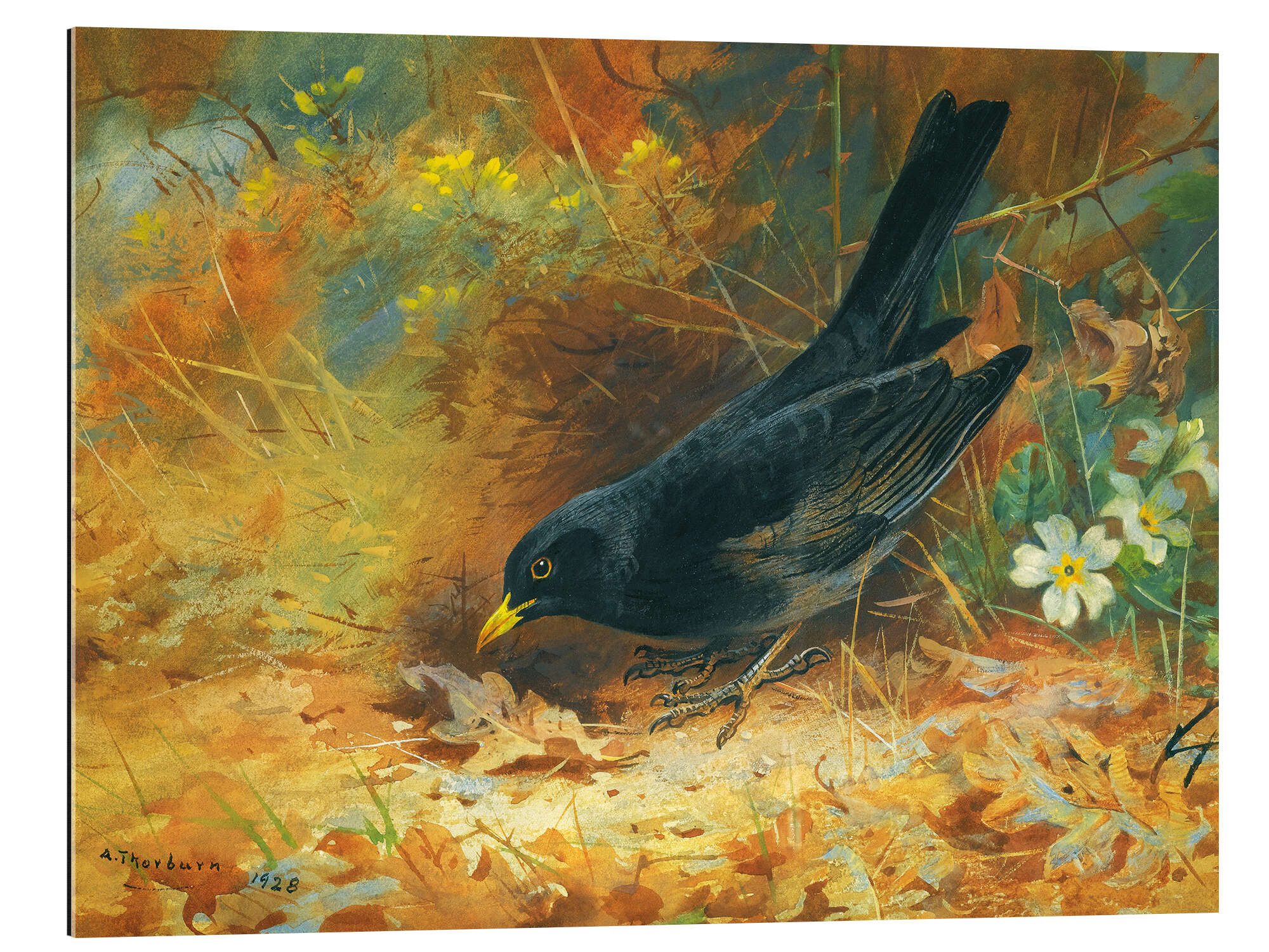 Posterlounge Wandbild Amsel, Archibald Thorburn, erhältlich als Poster, Leinwandbild, Wandsticker oder Acrylglasbild