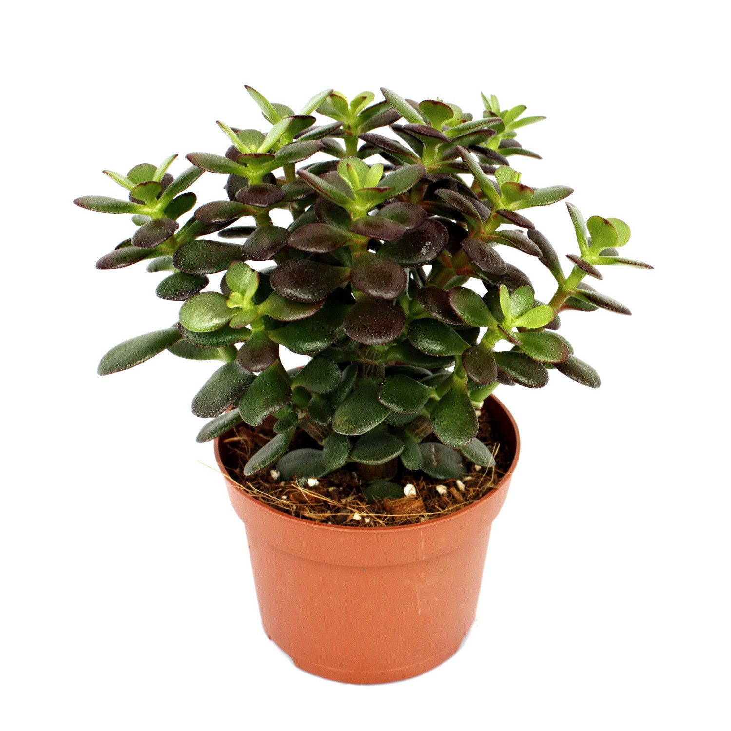 Exotenherz Kaktus Crassula portulacea minor - Pfennigbaum - große Pflanze im 12cm