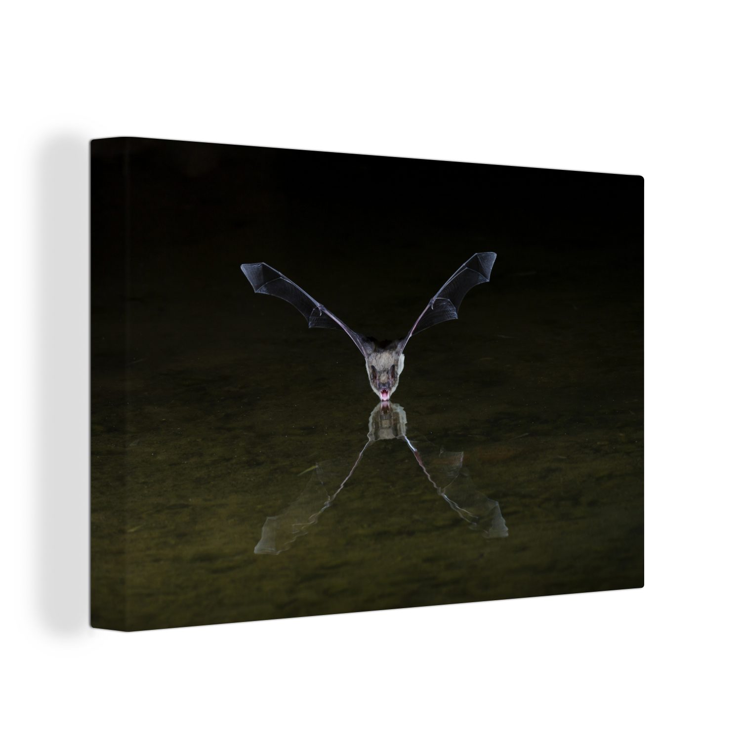 St), Leinwandbild 30x20 cm Leinwandbilder, Fledermaus OneMillionCanvasses® Wanddeko, über Aufhängefertig, (1 Wandbild Wasser,