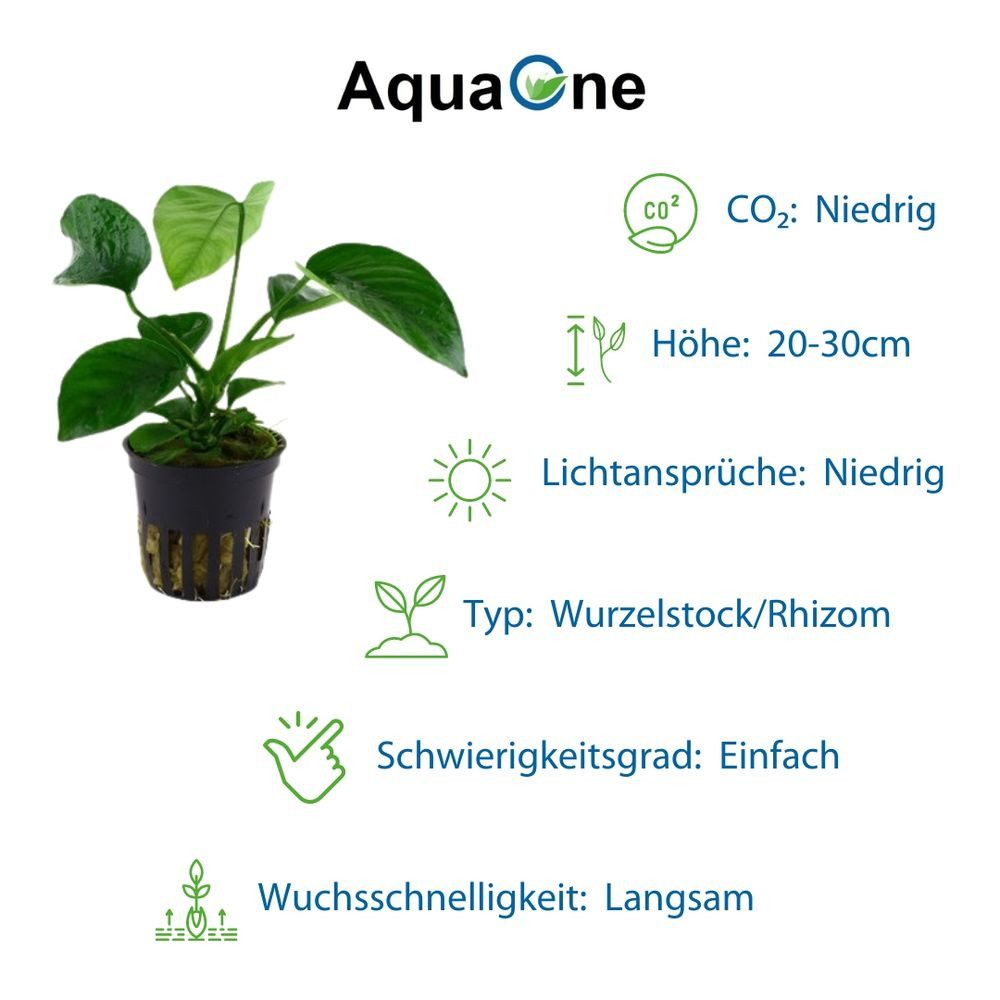 Aquaone Wasserpflanze Pflanzen Set mit 4 Anubias Aquariumpflanzen Set Nr.134 – Bild 5 von 5