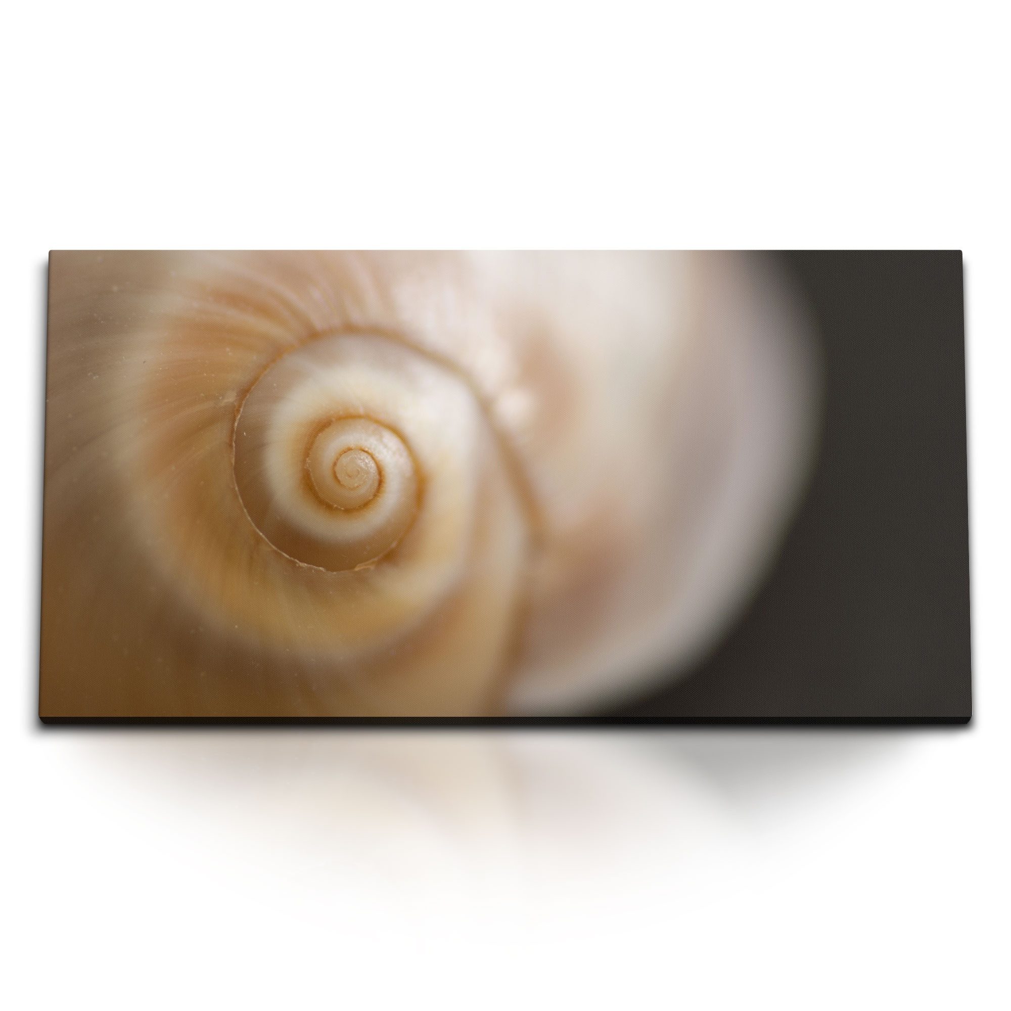 Leinwandbild Kunstdruck Bilder 120x60cm Makrofotografie Schneckenhaus Spirale Kunst