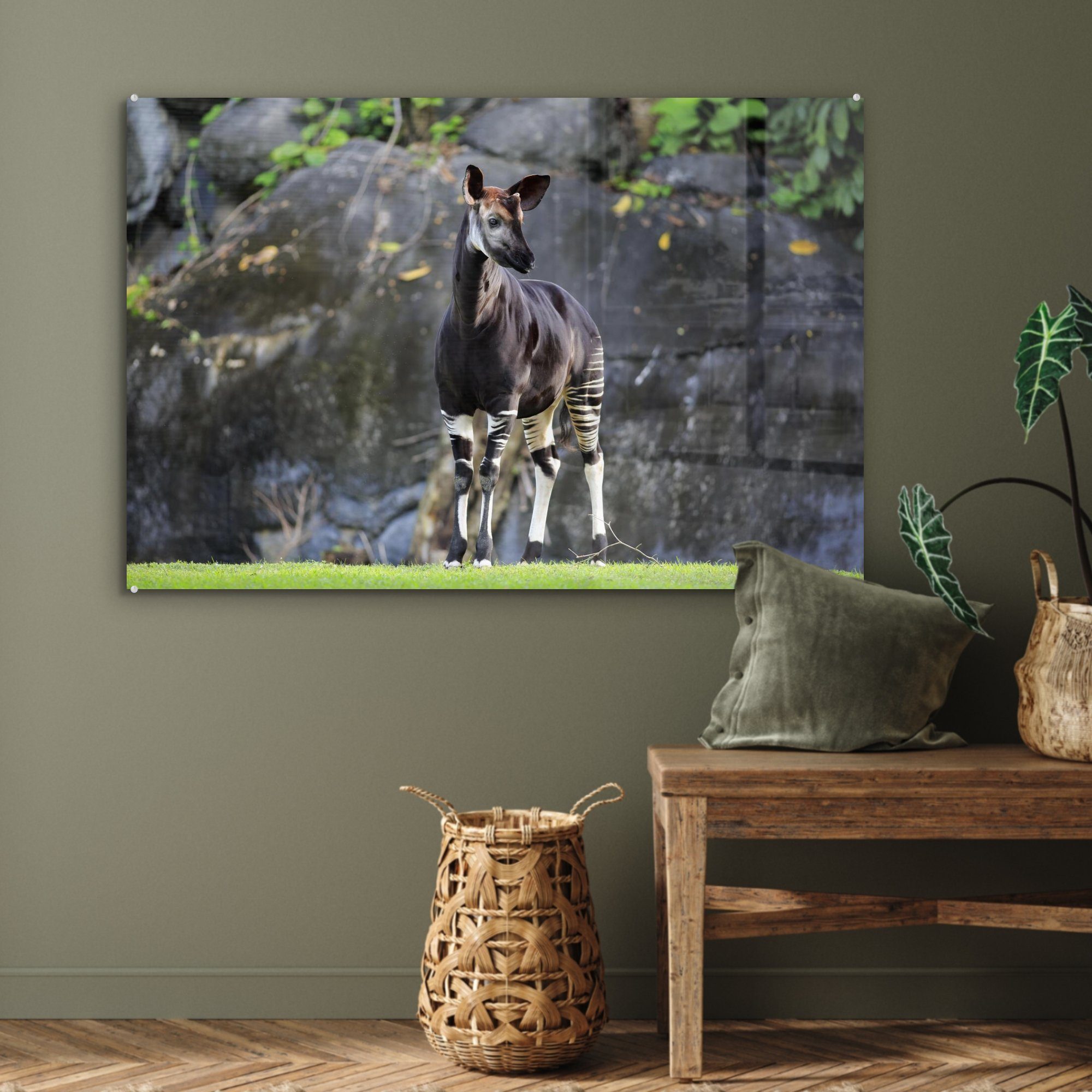 (1 im Acrylglasbild Grasland, MuchoWow Schlafzimmer & Wohnzimmer Acrylglasbilder Okapi St),