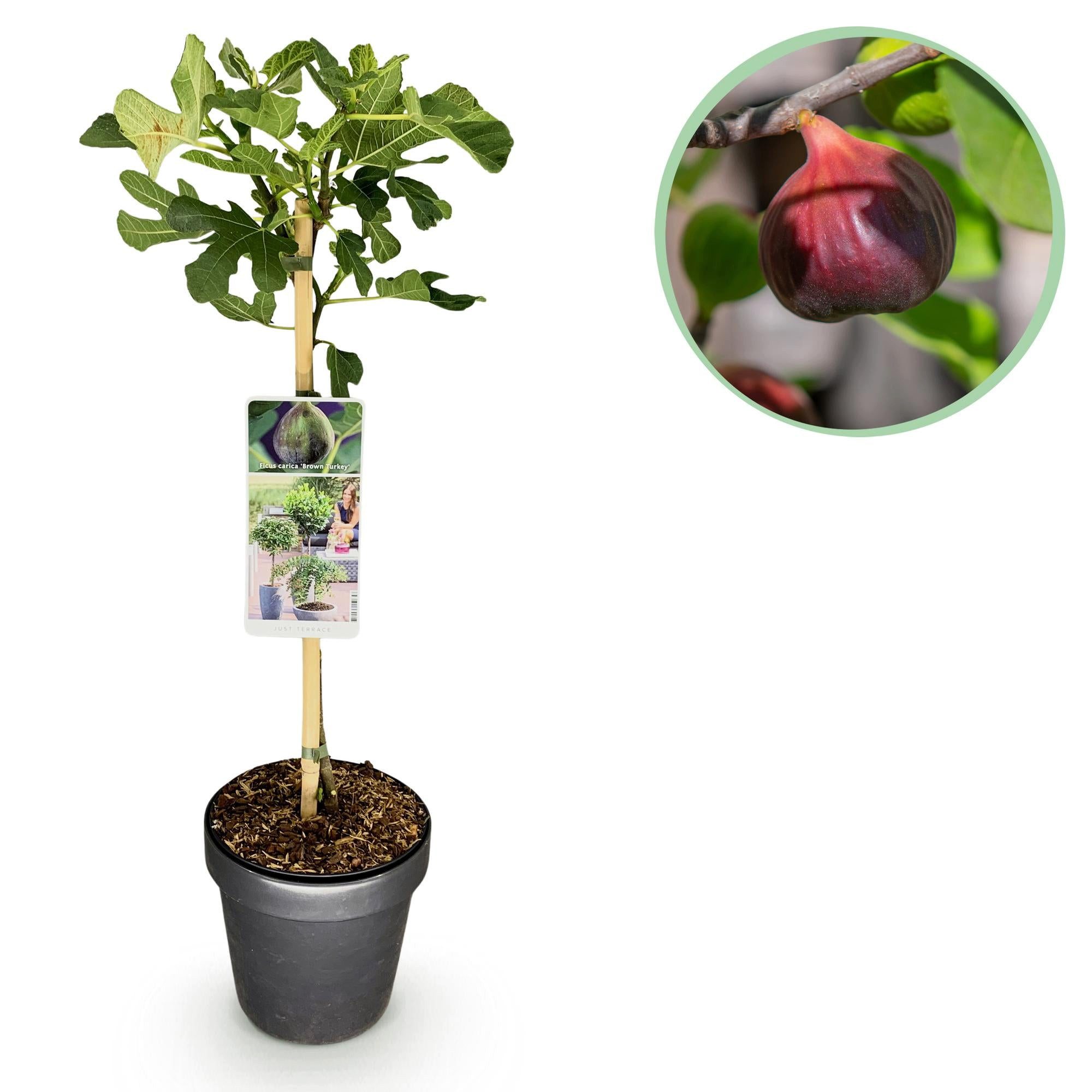 Florora Topfpflanze Ficus Brown – Feigenbaum – 90 cm – Topf 19 cm