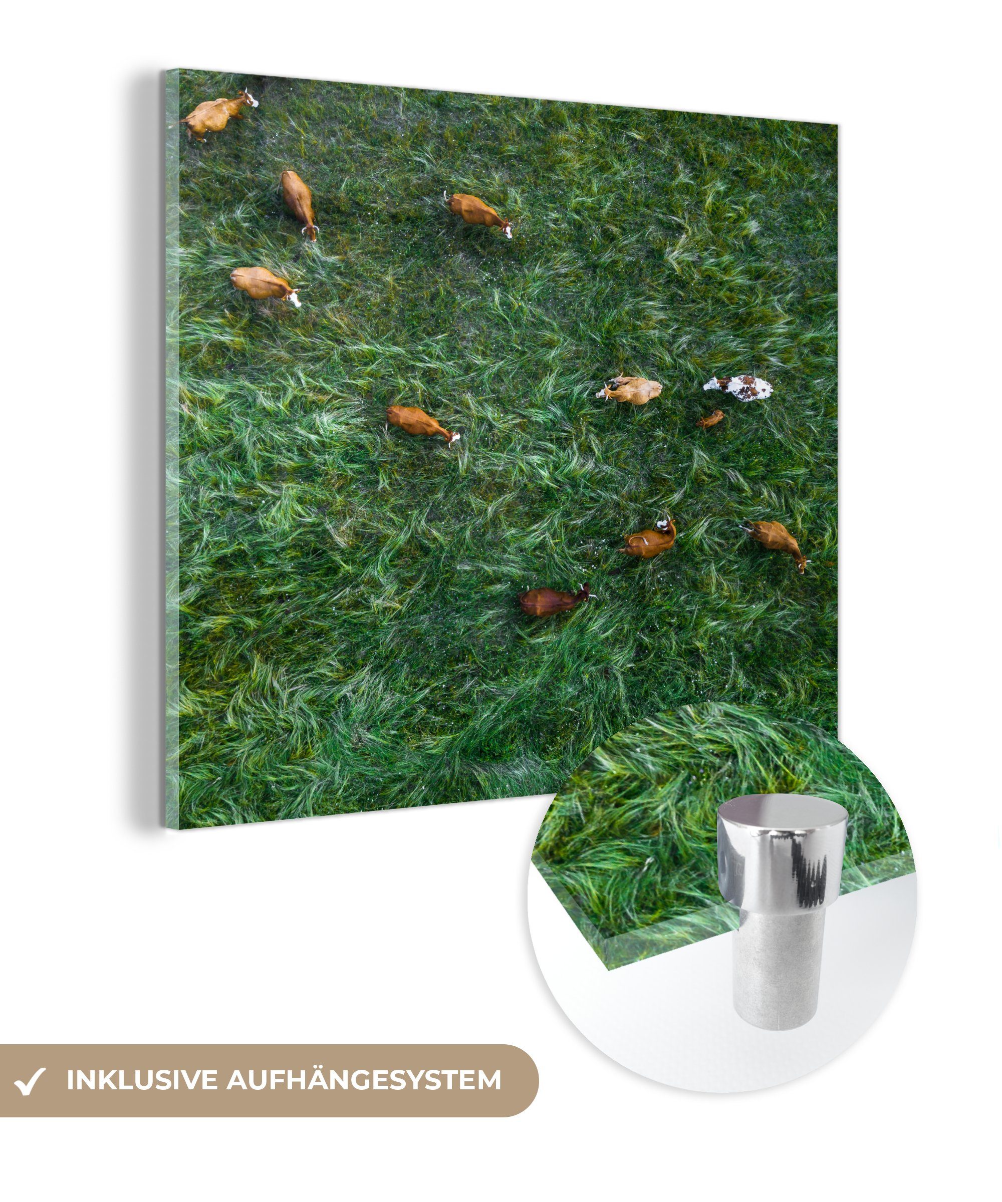 MuchoWow Acrylglasbild Blick aus der Vogelperspektive auf eine Wiese mit Kühen, (1 St), Glasbilder - Bilder auf Glas Wandbild - Foto auf Glas - Wanddekoration