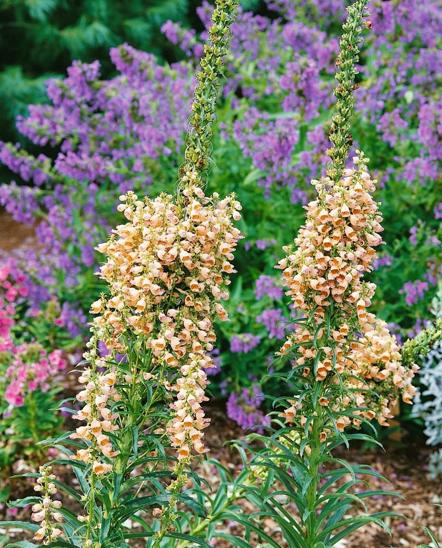 Pflanzen für Dich Staude Digitalis ferruginea 'Gigantea', 1 St., Rostiger Fingerhut, Rost-Fingerhut