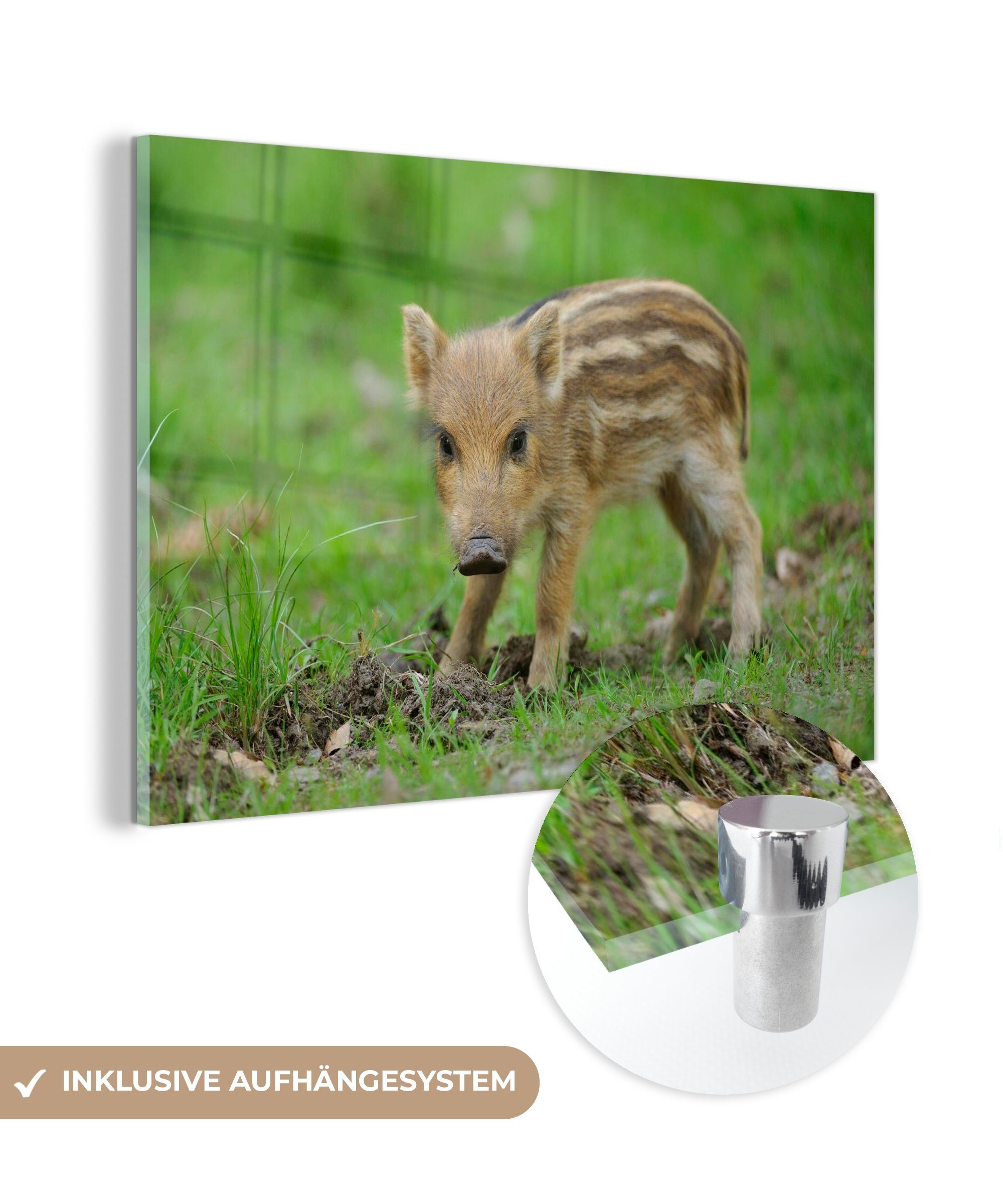 MuchoWow Acrylglasbild Wildschweinkalb Gras, Schlafzimmer & (1 Acrylglasbilder St), Wohnzimmer im