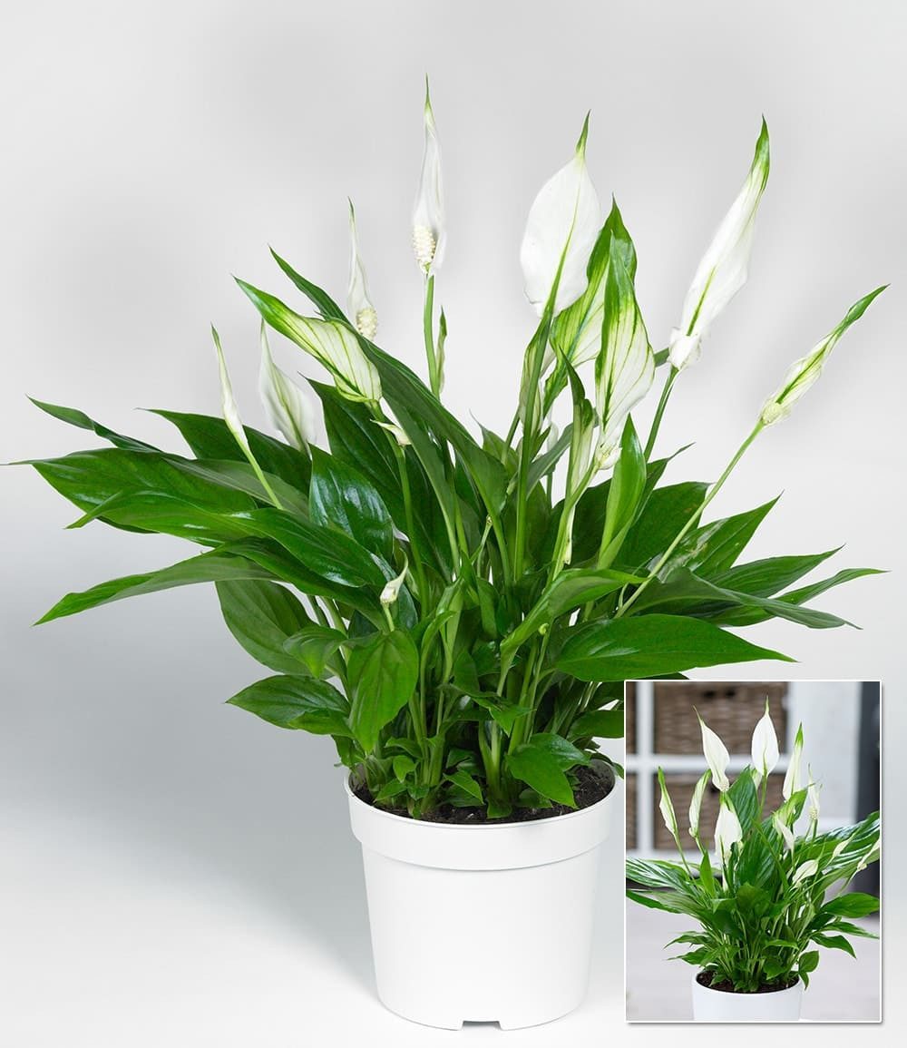 BALDUR Garten Zimmerpflanze Spathiphyllum, 1 St., Scheidenblatt, pflegeleicht – Bild 2 von 2