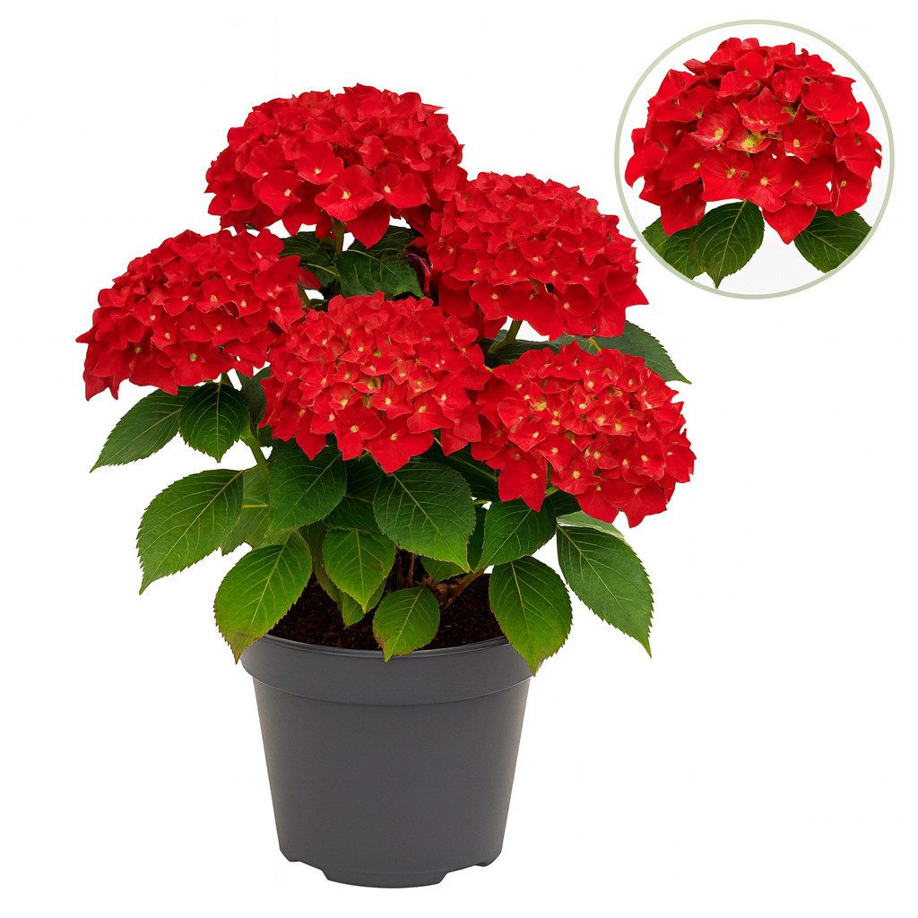Exotenherz Beetpflanze Exotenherz - Hortensia - Hydrangea - Rot - 7-12 Blühten - 23cm Topf