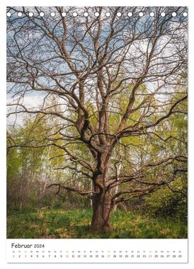 CALVENDO Wandkalender Bäume im Harz (Tischkalender 2024 DIN A5 hoch)