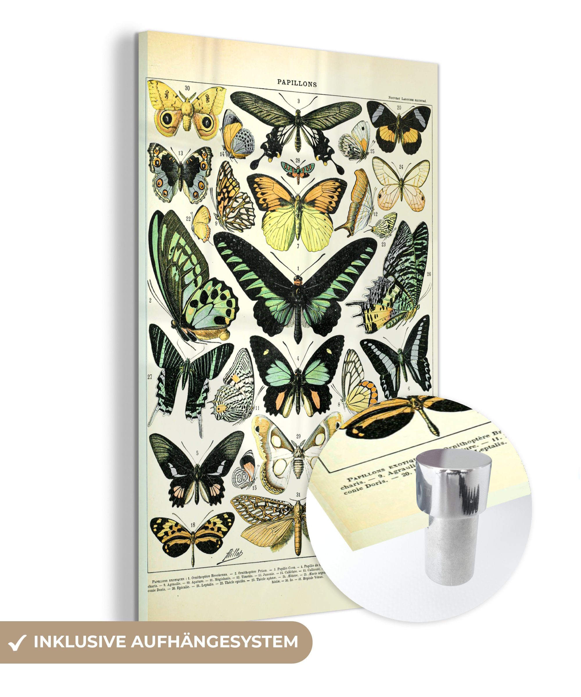 MuchoWow Acrylglasbild Tiere - Schmetterlinge - Grün, (1 St), Glasbilder - Bilder auf Glas Wandbild - Foto auf Glas - Wanddekoration