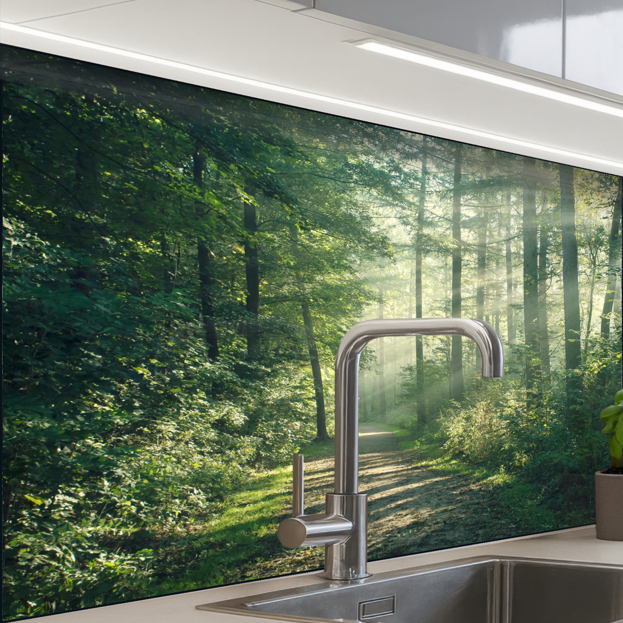 Wald – Teich – Sonne – Bäume – Grün – Natur