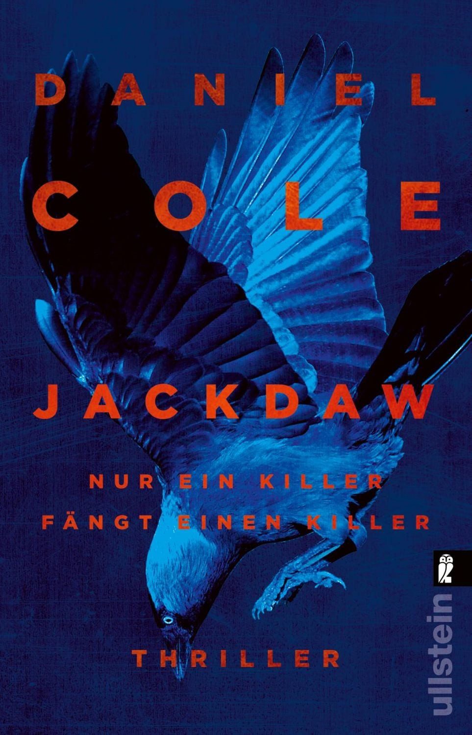 Jackdaw / Daniel Cole
