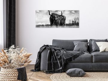artissimo Glasbild Glasbild XXL 125x50 cm Bild aus Glas groß schwarz-weiß Foto Kuh quer, Tiere: Hochland-Rinder
