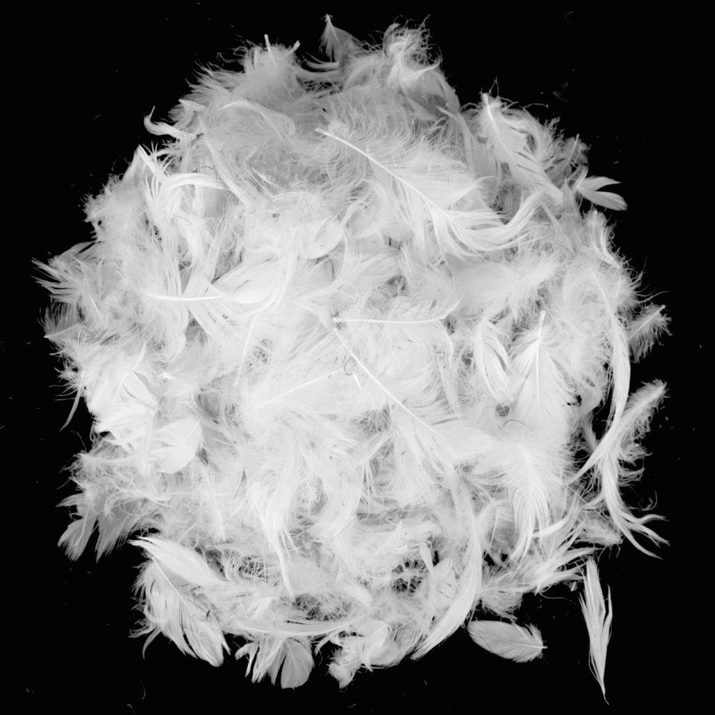 Baumwolle (Federfüllung) Kopfkissen, Bezug 100% aus Bestlivings, mit 40x80cm