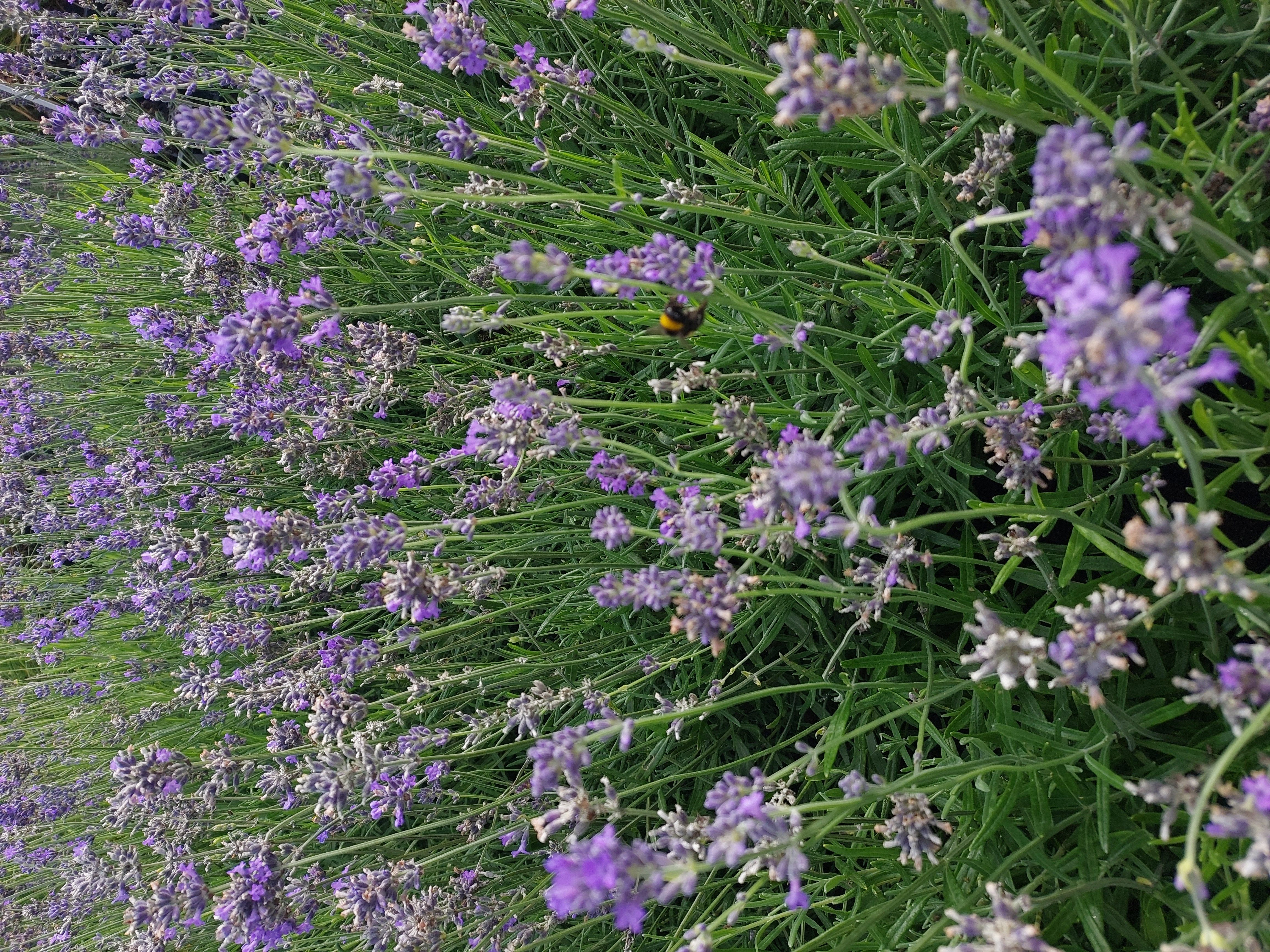 Baumschule Gold Staude 6 Lavendel Pflanzen Lavandula angustifolia Hidcote Blue