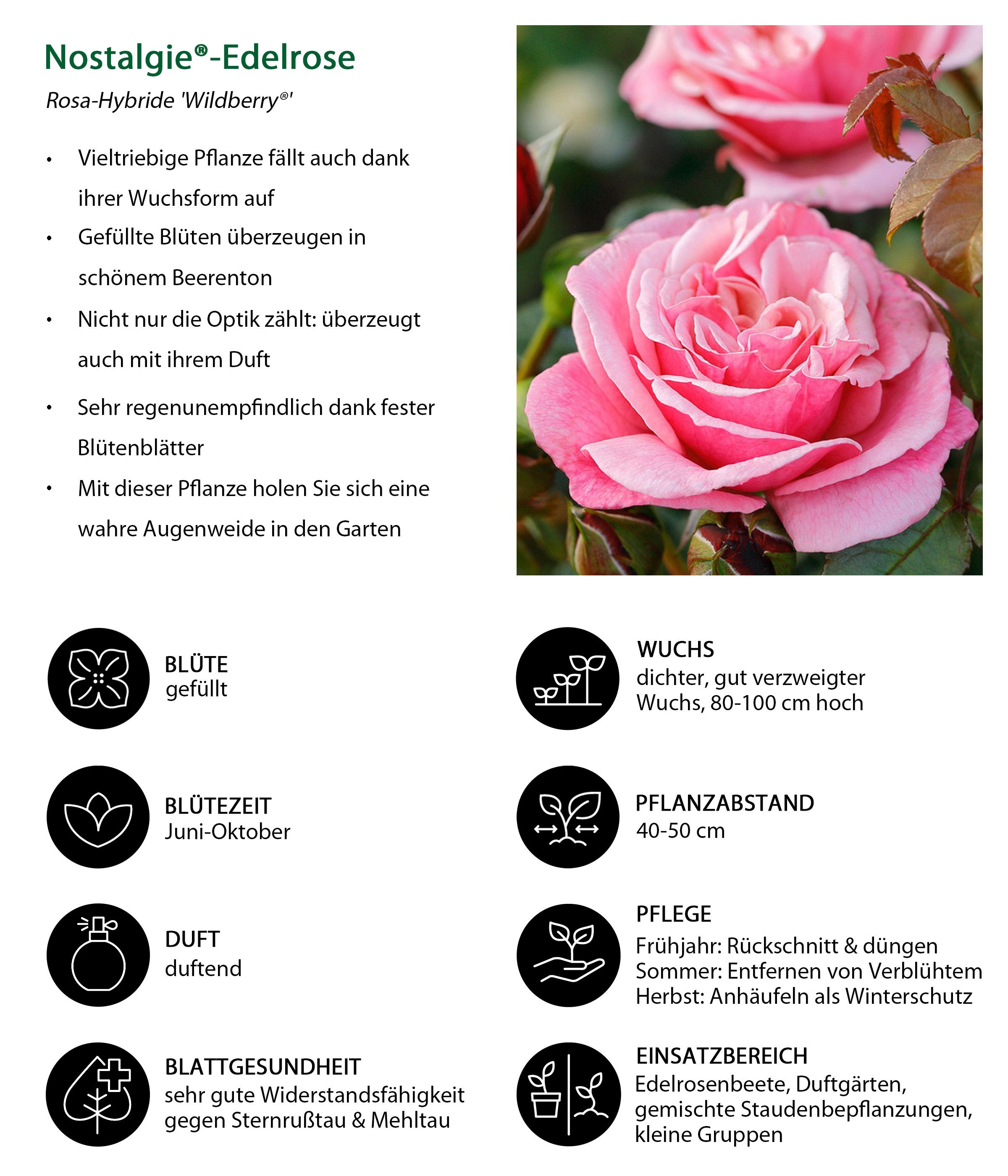 Dehner Rose Nostalgie® - Edelrose Wildberry®, 20-30 cm, rosa-pinke Blüten, gefüllt und duftend, 20-30 cm, Züchter Tantau