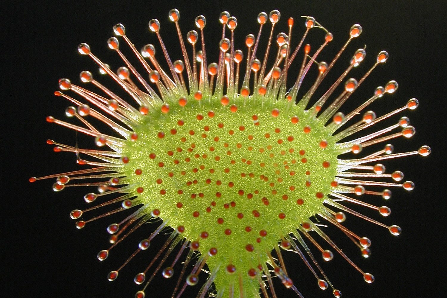 SAFLAX Blumensamen SAFLAX - Samen - Rundblättriger Sonnentau – Bild 4 von 5