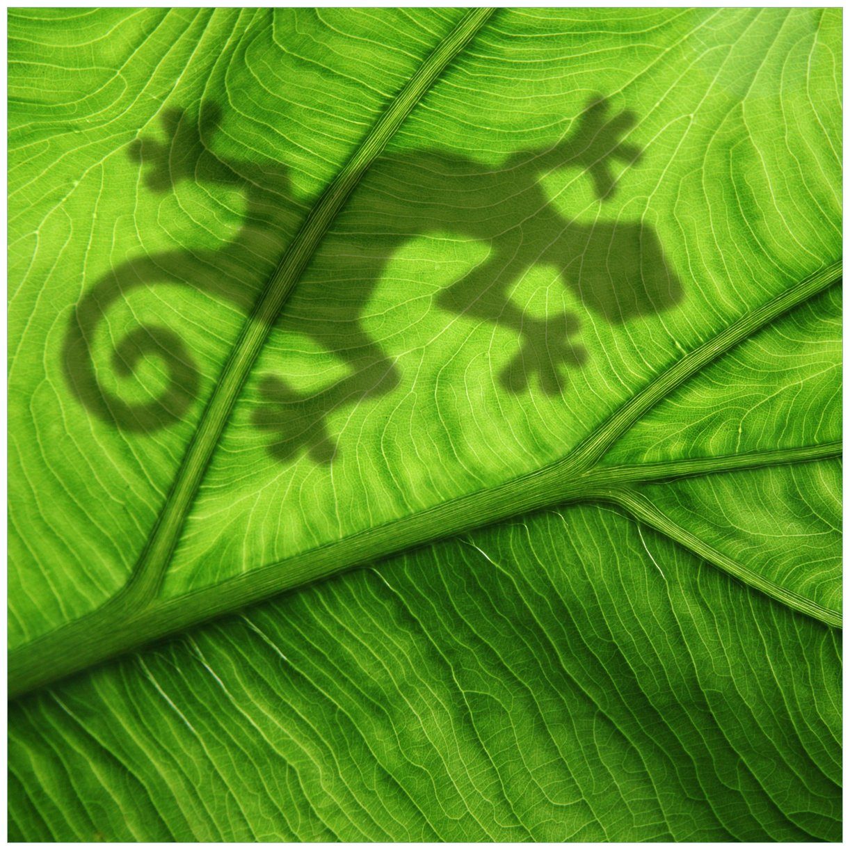 Wallario Tischplatte Gecko Schatten auf grünem Blatt - Umriss (1 St), für Ikea Lack Tisch geeignet