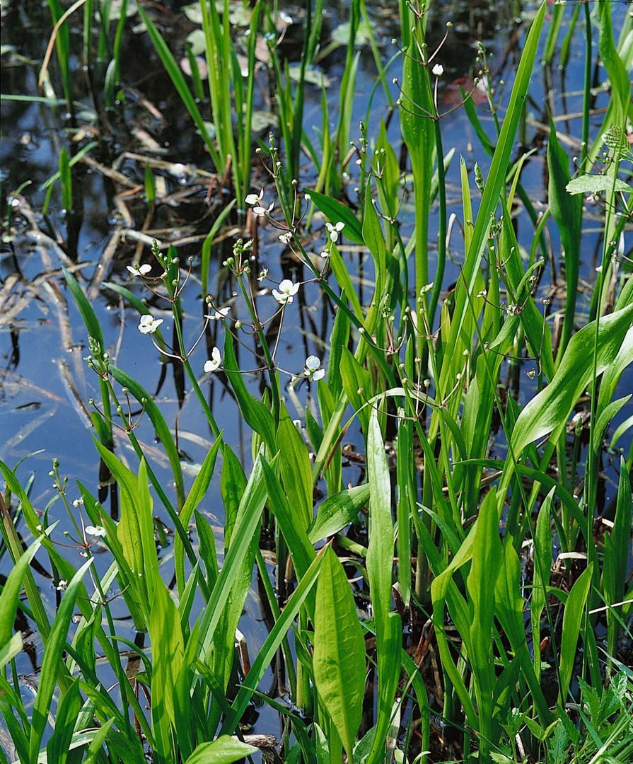 Pflanzen für Dich Staude Sagittaria latifolia, 1 St., Breitblättriges Pfeilkraut, Pfeilkraut