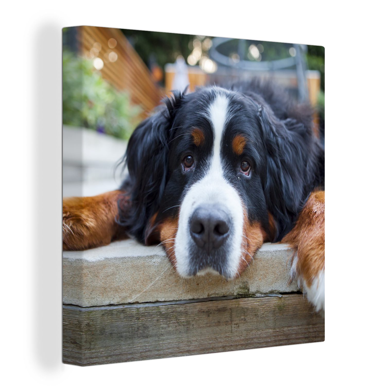 OneMillionCanvasses® Leinwandbild Shady Berner Sennenhund, (1 St), Leinwand Bilder für Wohnzimmer Schlafzimmer