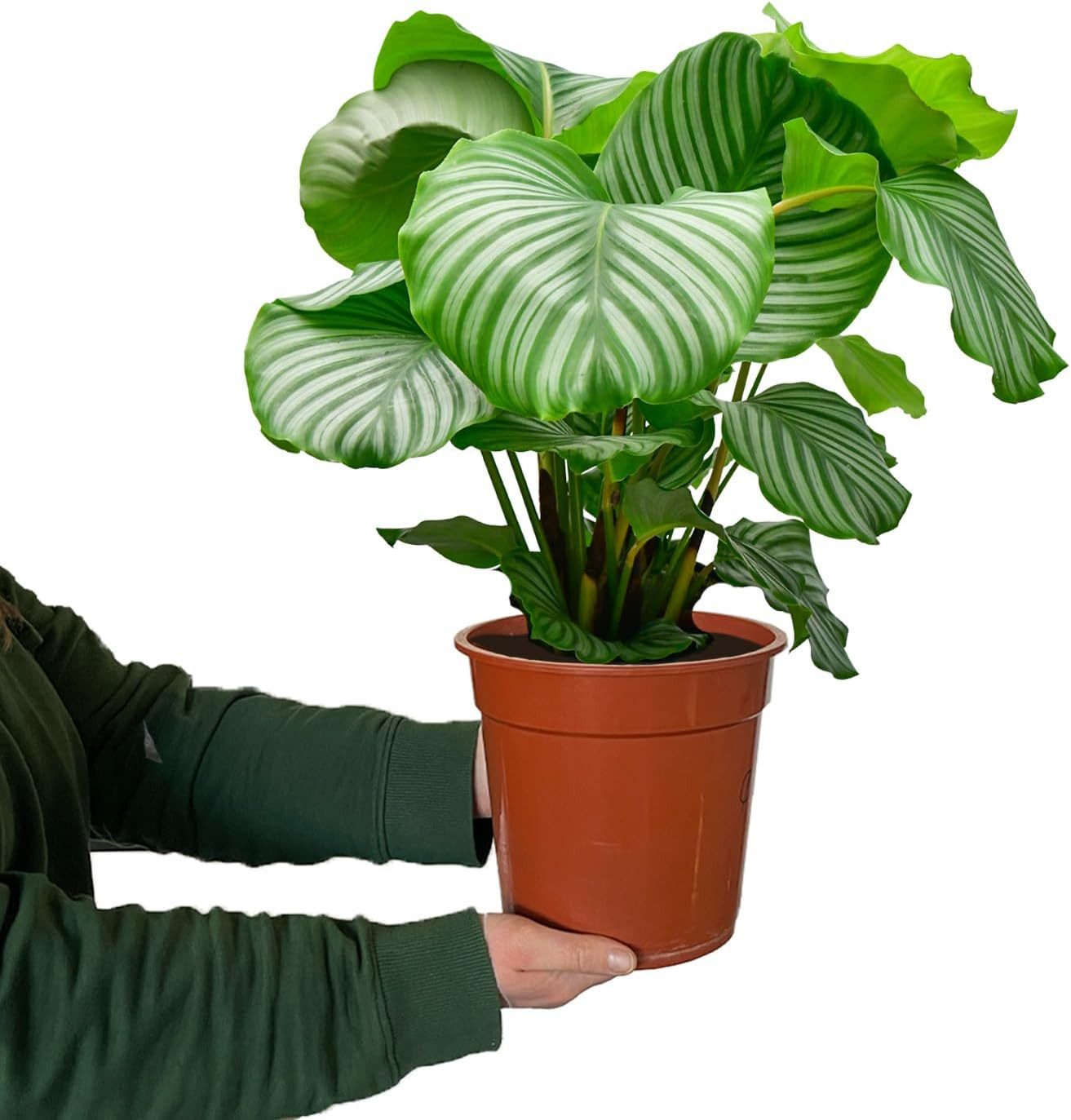 Green Me Up Zimmerpflanze Calathea Orbifolia No.19, Regelmäßige Pflege notwendig, Luftverbessernd