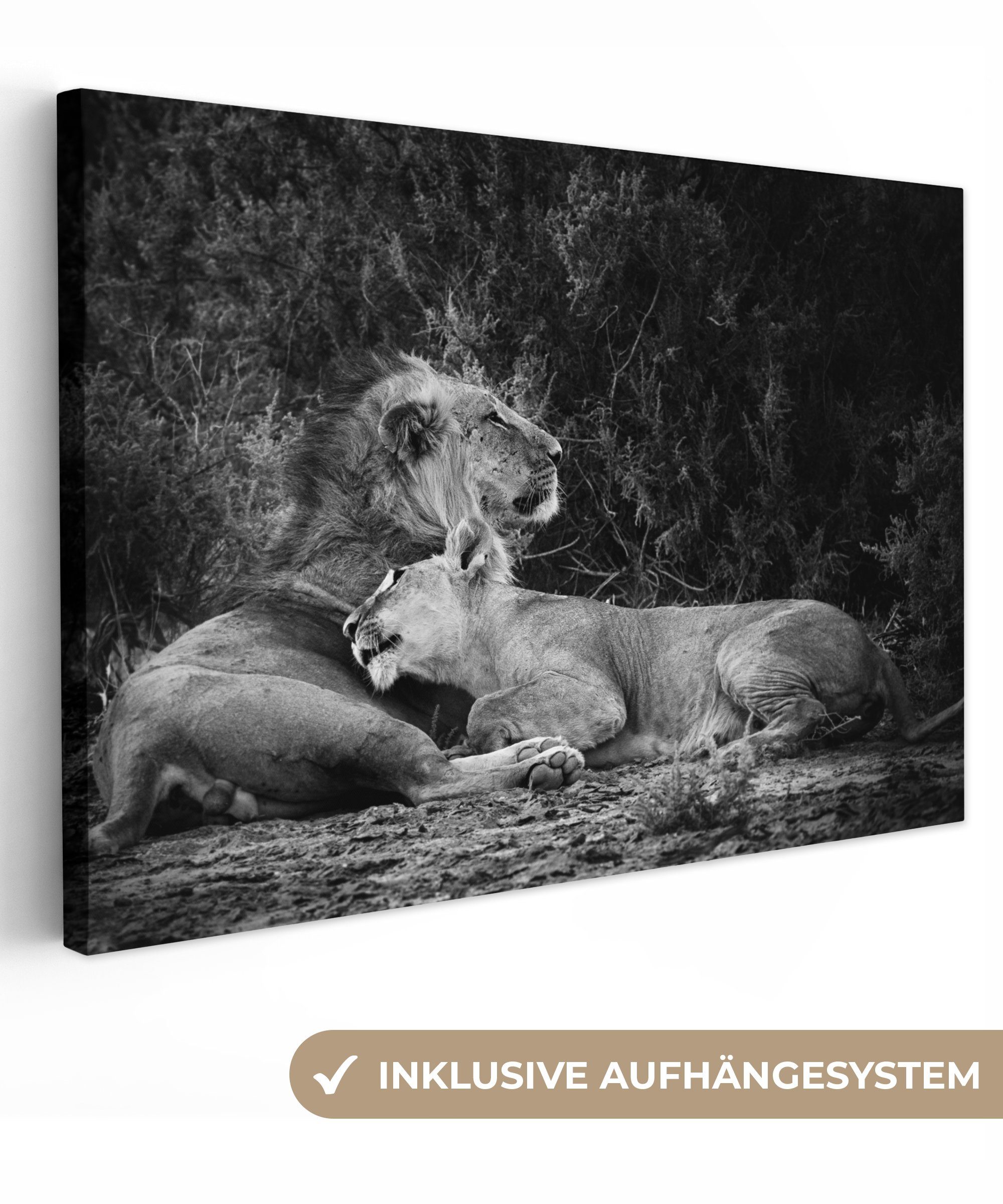 OneMillionCanvasses® Leinwandbild Löwen - für Wilde (1 St), cm Wandbild - Tiere, XXL, großes, Schwarz alle 120x80 Gemälde, Wohnbereiche