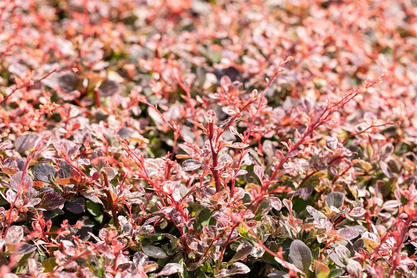 Pflanzen für Dich Gehölze Berberis thunbergii Harlequin, 1 St., Thunberg-Berberitze, Harlekin-Berberitze