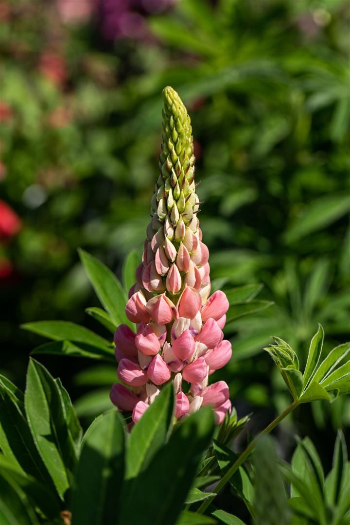 Pflanzen für Dich Staude Lupinus poly. Schlossfrau, 1 St., Lupine, Vielblättrige Lupine