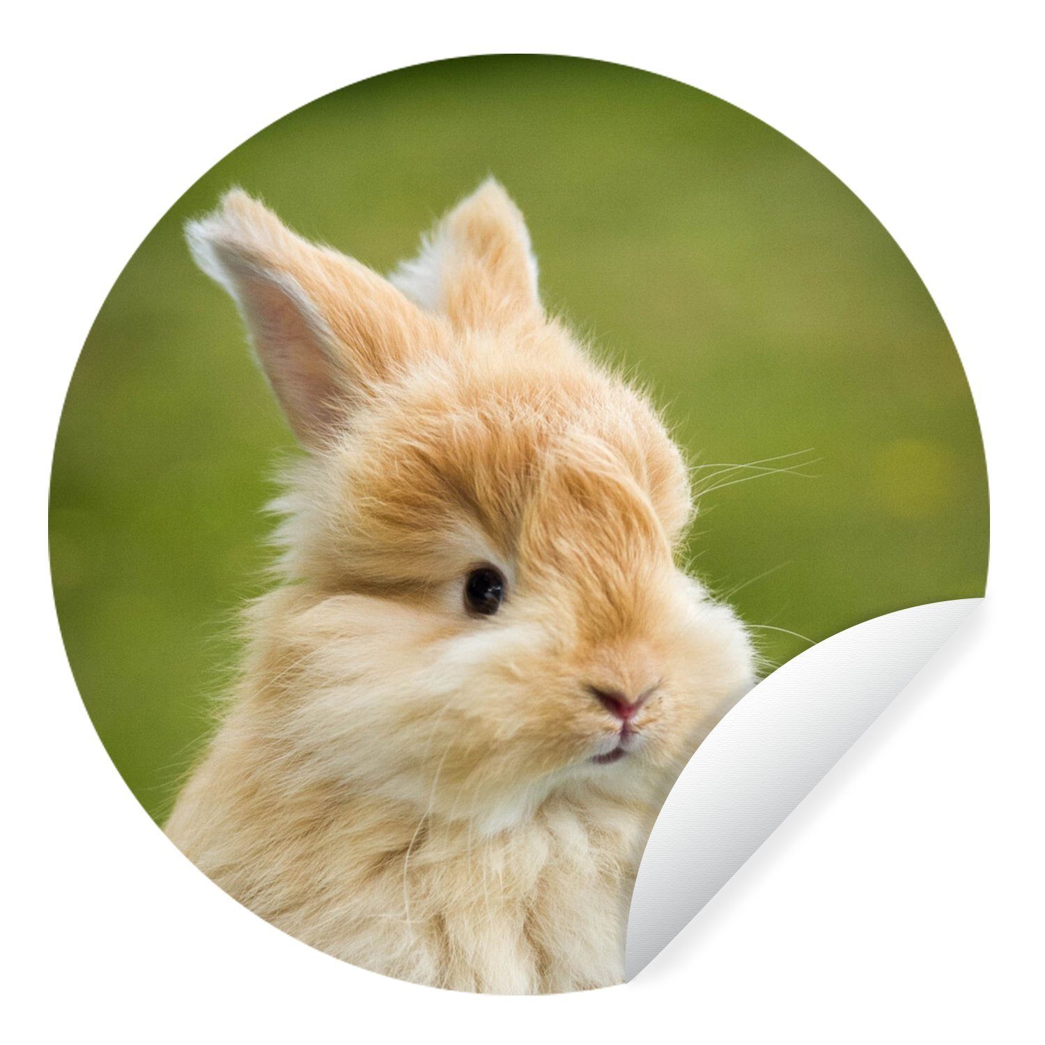 MuchoWow Wandsticker Kaninchen - Baby - Eimer (1 St), Tapetenkreis für Kinderzimmer, Tapetenaufkleber, Rund, Wohnzimmer