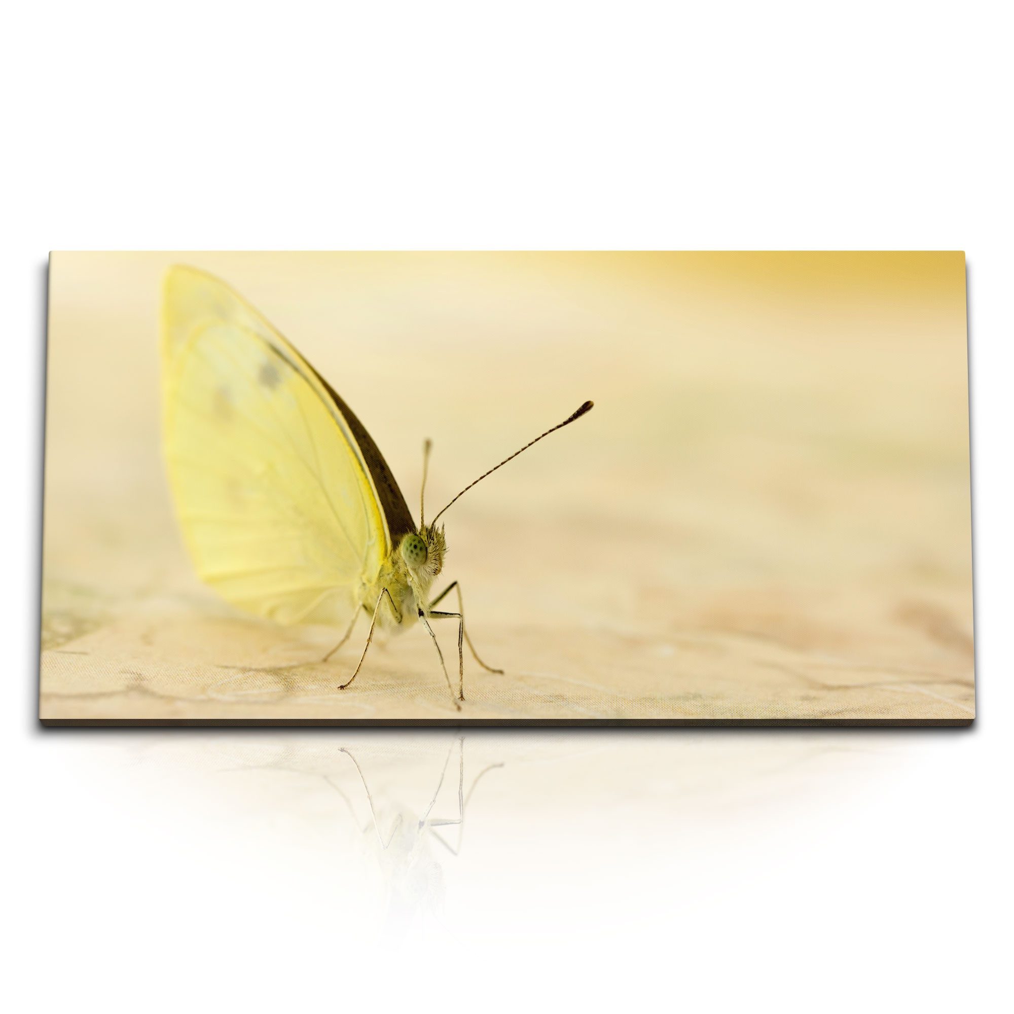Leinwandbild Kunstdruck Bilder 120x60cm Gelber Schmetterling Makrofotografie Fotoku