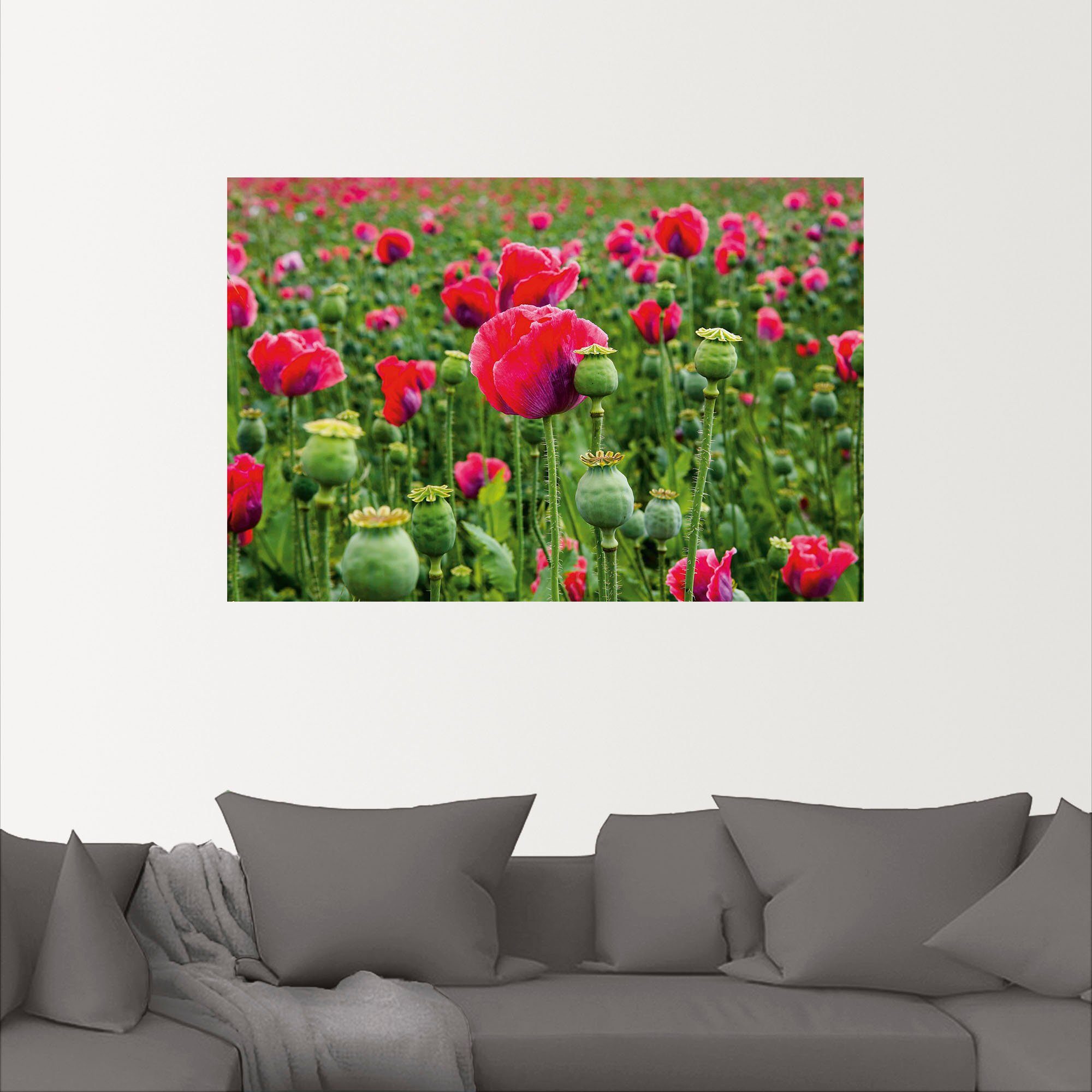 Nahaufnahme, als versch. in St), Blumenwiese Alubild, (1 Artland Mohnblumen Größen Leinwandbild, oder Wandbild Poster Wandaufkleber