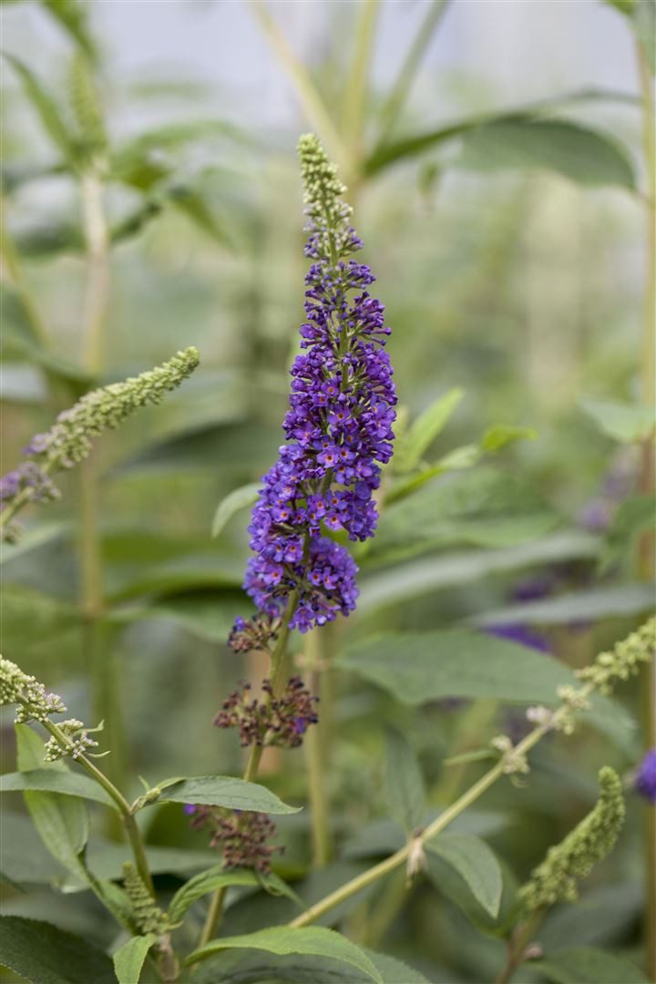 Pflanzen für Dich Gehölze Buddleja davidii Empire Blue, 1 St., Schmetterlingsflieder, Sommerflieder