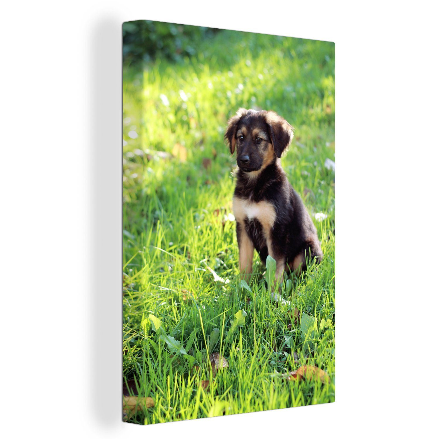 OneMillionCanvasses® Leinwandbild Deutscher Schäferhund im Gras, (1 St), Leinwandbild fertig bespannt inkl. Zackenaufhänger, Gemälde, 20x30 cm