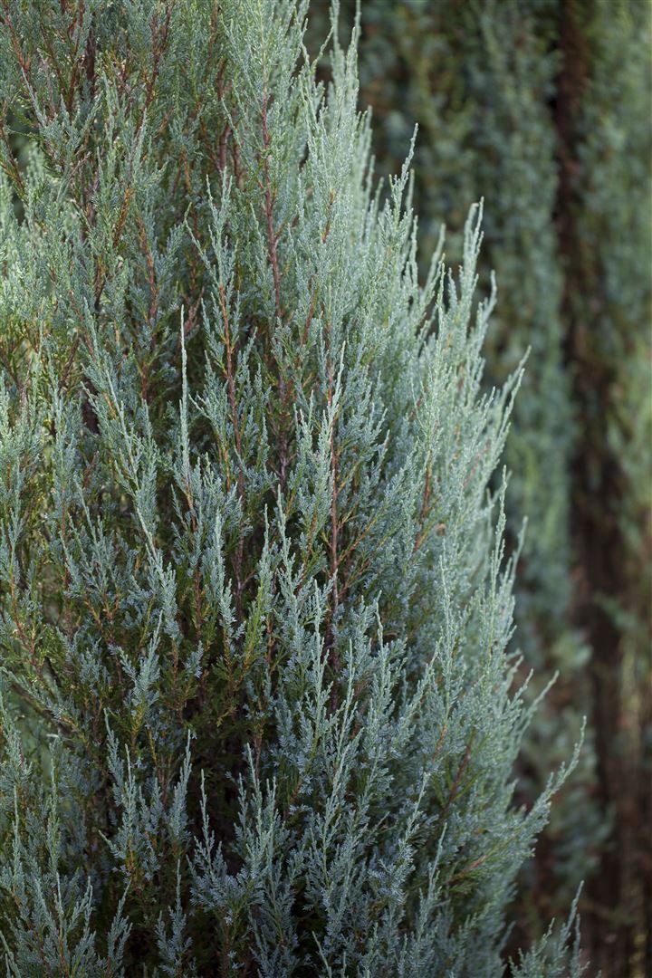 Pflanzen für Dich Konifere Juniperus scop. Blue Arrow, 1 St., Felsengebirgs-Wacholder, Säulenwacholder, blaugrün, säulenförmig – Bild 4 von 5
