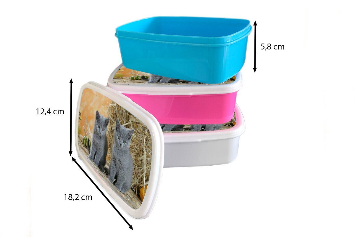 Erwachsene, mit Brotbox Jungs Heu Kinder weiß für und Lunchbox (2-tlg), Zwei Kunststoff, Hintergrund, Brotdose, Britisch-Kurzhaar-Kätzchen Mädchen und MuchoWow im für