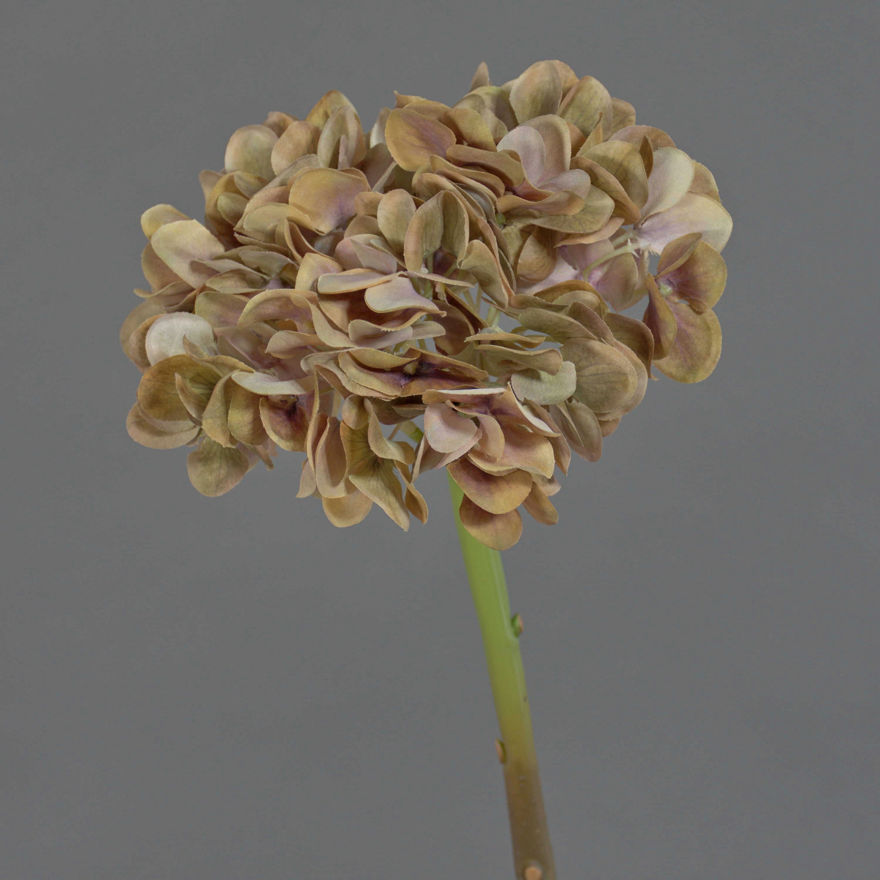 Kunstblume Künstliche Hortensie Mandisa, braun-rosa, 65cm Hortensie, artplants, Höhe 45.0 cm