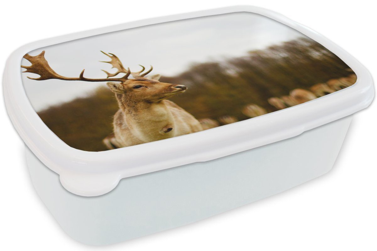 Brotdose, Wald und (2-tlg), für für und Tiere - - MuchoWow Kinder Natur, - Brotbox Kunststoff, Jungs Herde - Mädchen Erwachsene, Lunchbox weiß Damhirsch