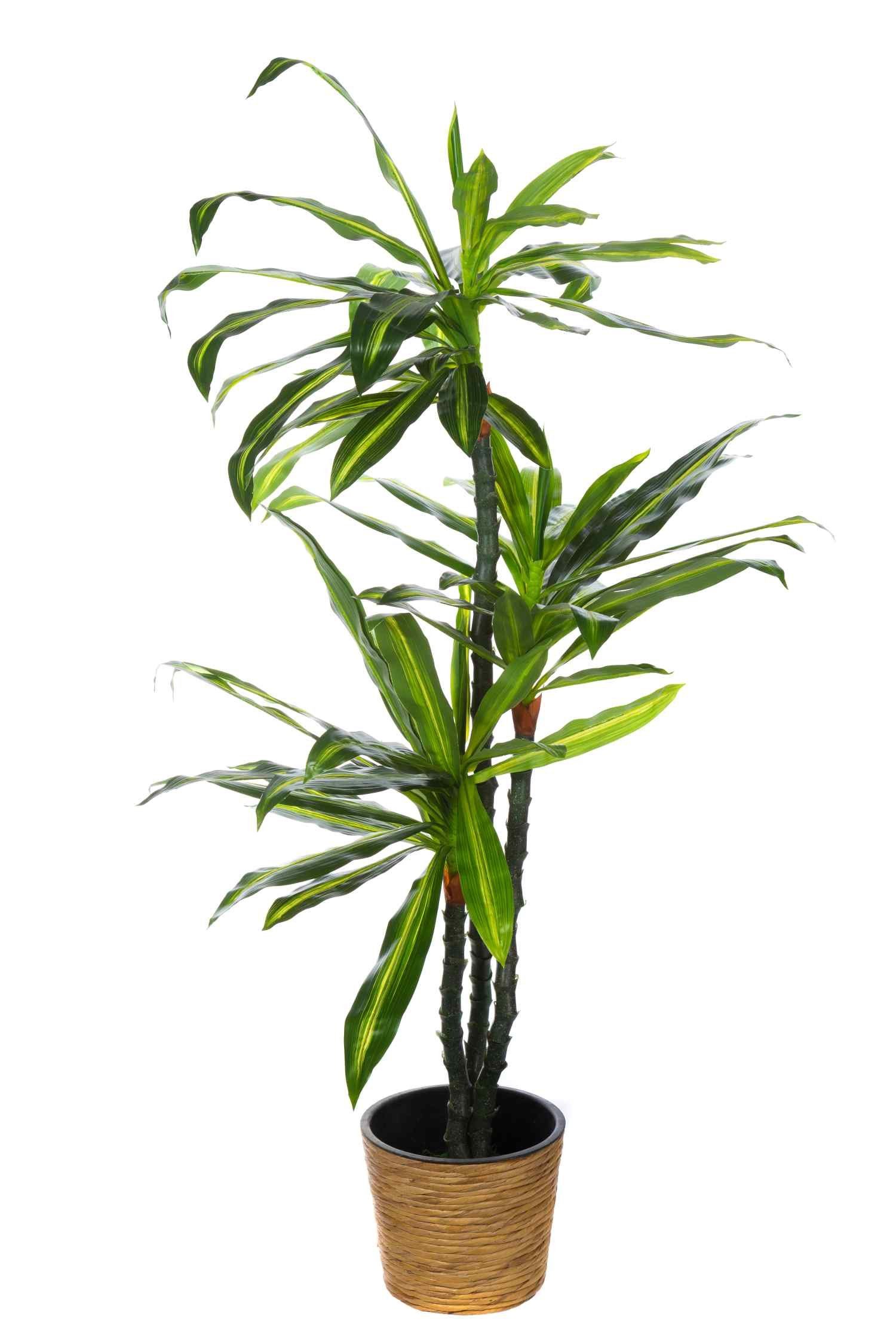 Dekobaum XXL Drachenbaum JWS2321 künstliche 150cm hohe Kunstpflanze Kunstblume