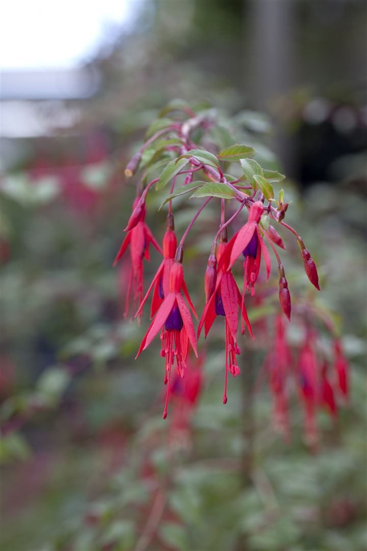 Pflanzen für Dich Staude Fuchsia magellanica Riccartonii, 1 St., Fuchsie, Magellan-Fuchsie