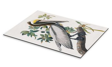 Posterlounge Alu-Dibond-Druck John James Audubon, Pelikan, Vintage Malerei