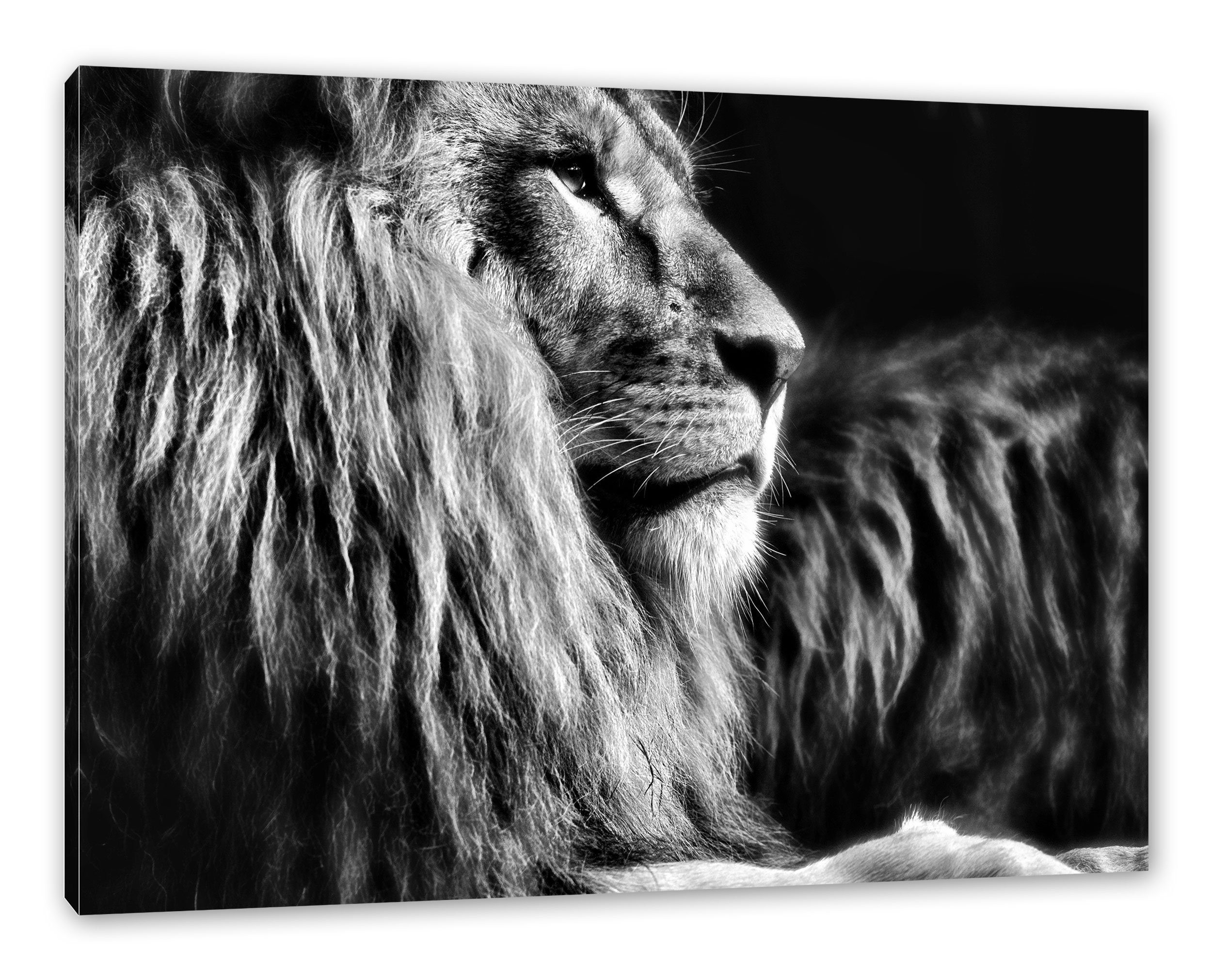 Pixxprint Leinwandbild Majestätischer stolzer Löwe, Majestätischer stolzer Löwe (1 St), Leinwandbild fertig bespannt, inkl. Zackenaufhänger | Leinwandbilder