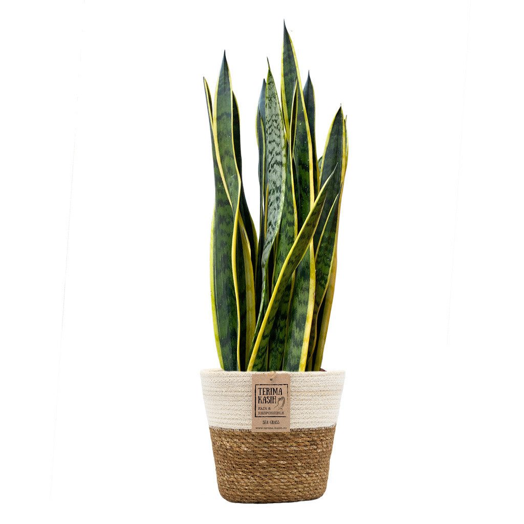 Green Me Up Zimmerpflanze Bogenhanf Sansevieria - pflegeleichte Zimmerpflanze - Höhe 80-90 cm -