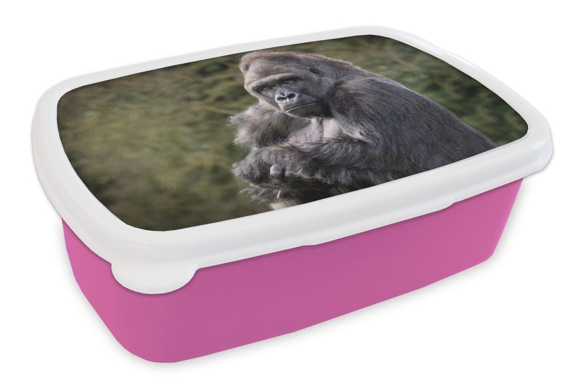 schaut Snackbox, die Kamera, Brotdose Gorilla direkt Großer MuchoWow für Kunststoff, Lunchbox in rosa Brotbox Mädchen, Erwachsene, Kinder, Kunststoff (2-tlg),