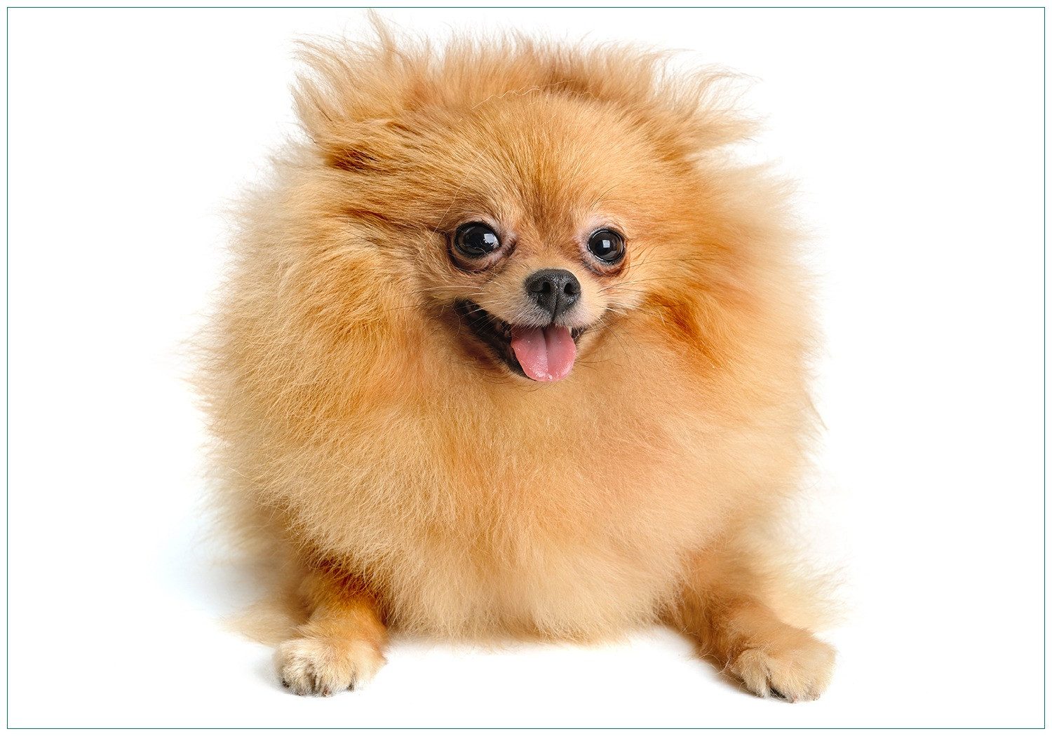 Vliestapete Lustiger niedlicher Spitz
