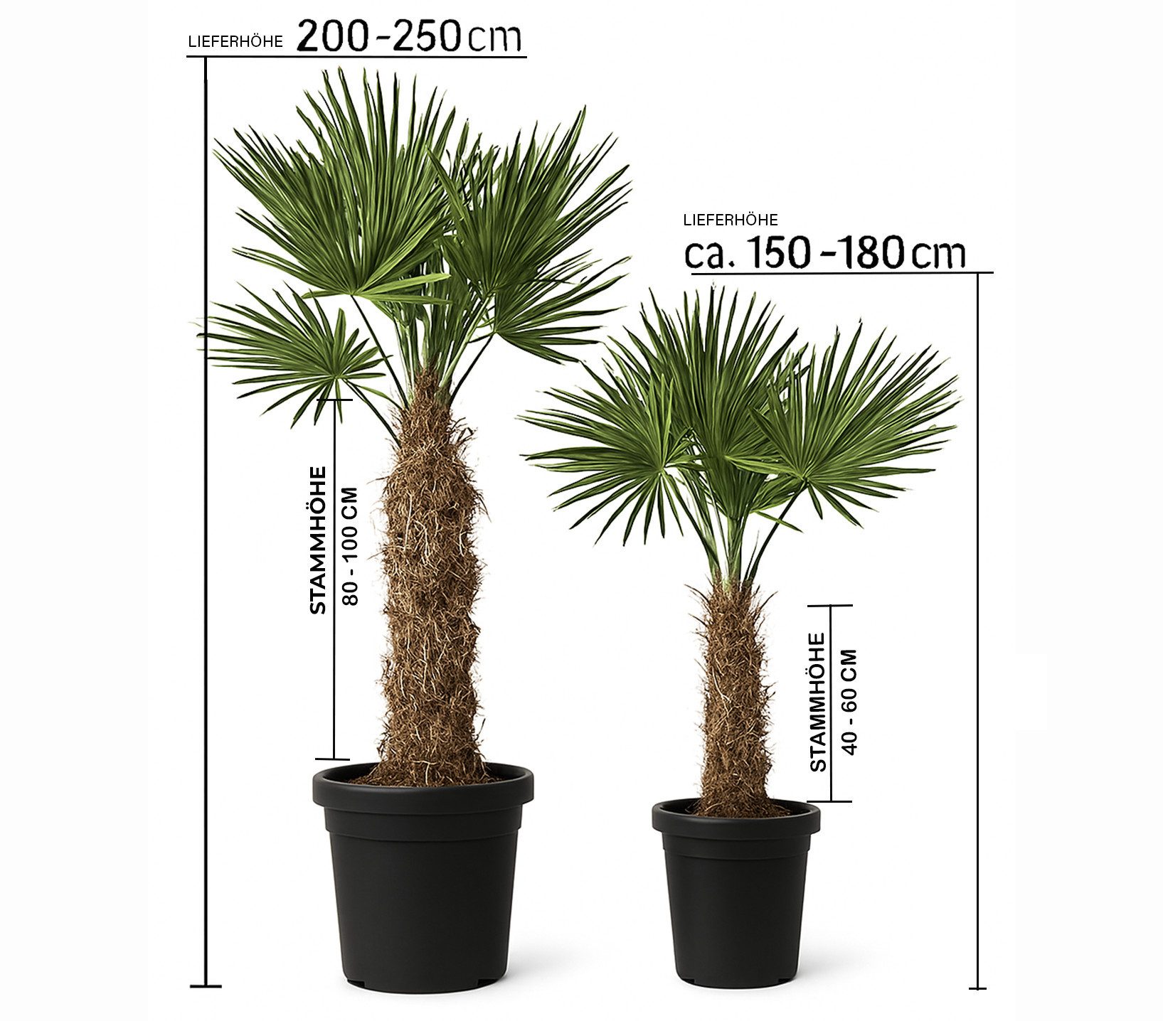 Palms-Store Baum Palmen 2 Stück im Set Trachycarpus fortunei dicke Stämme, 2 St., Zwei Größen im Set