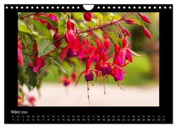 CALVENDO Wandkalender Blumen (Wandkalender 2024 DIN A4 quer), CALVENDO Monatskalender