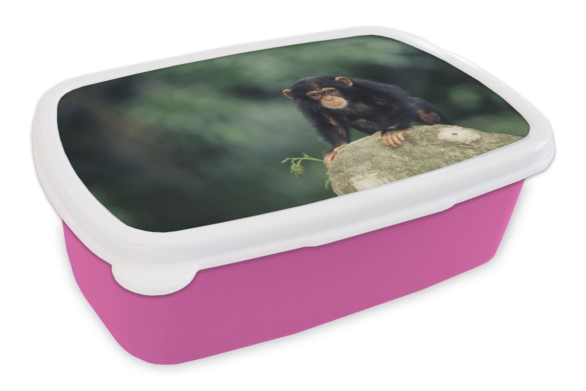 MuchoWow Lunchbox für Brotdose Nahaufnahme Mädchen, auf rosa (2-tlg), Brotbox Kunststoff Schimpansenaffe einem Stein, Erwachsene, Kunststoff, Kinder, Snackbox