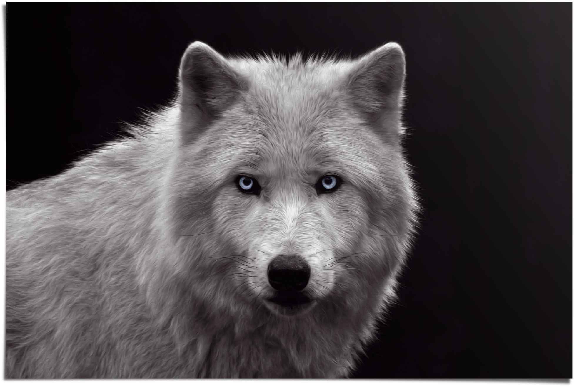 Reinders! Poster Weißer Wolf, (1 St) | Poster